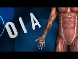 Deltoid Muscles - Origins, Insertions & Actions - Kinesiology Quiz