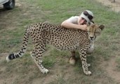 Teenage Cheetah Cuddles With Volunteer