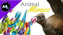 Animal Mimics : 5 Weird Animal Facts - Ep. 21 : AnimalBytesTV