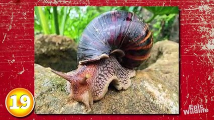 20 BIGGEST Animals Ever In The World_