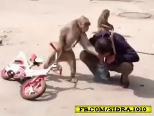 Monkey Smoking Funny Prank