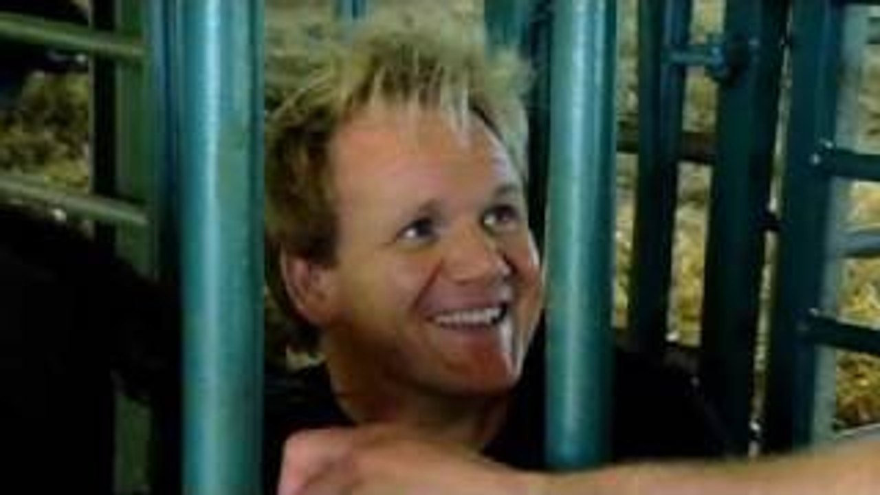 Milking a Buffalo - Gordon Ramsay