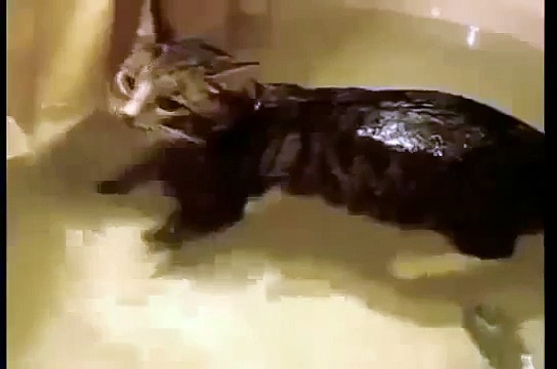 Cat That Like Water