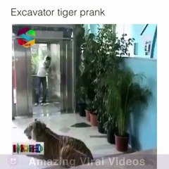 Gerçek Kaplan Şakası Kalpten Götürdü