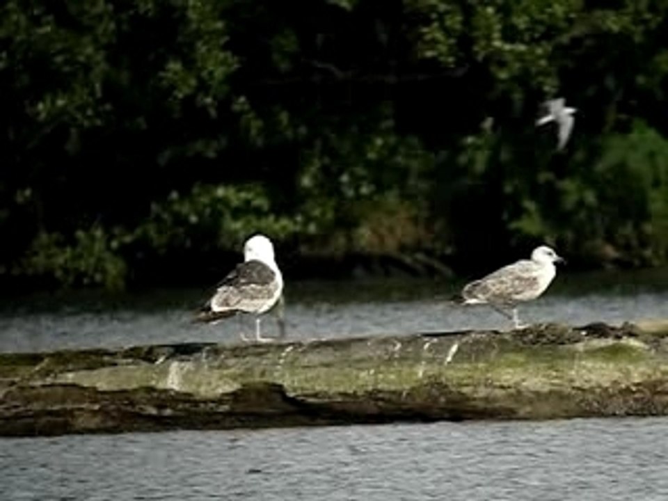 Goéland marin - Krafft-Plobsheim - 17 mai 2007