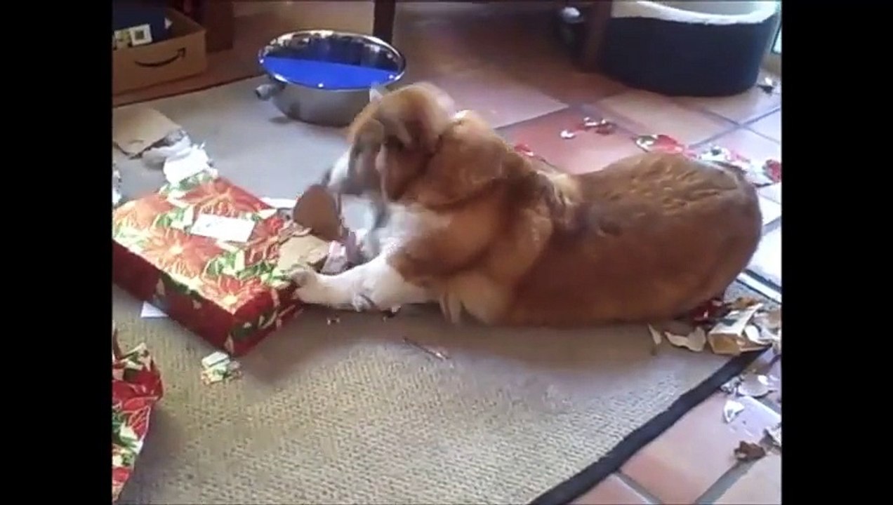 A CHRISTMAS CORGI SPECTACULAR