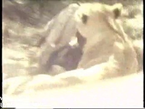 Faces Of Death - Lion Attacks Tourists