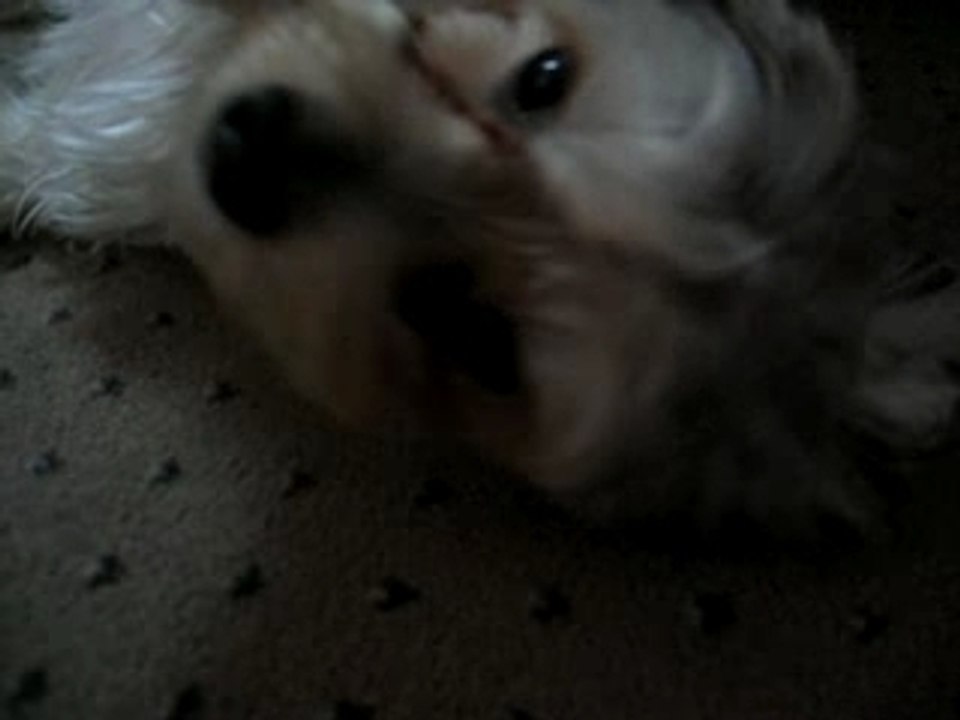 "Pui" Fluffy my puppy 6