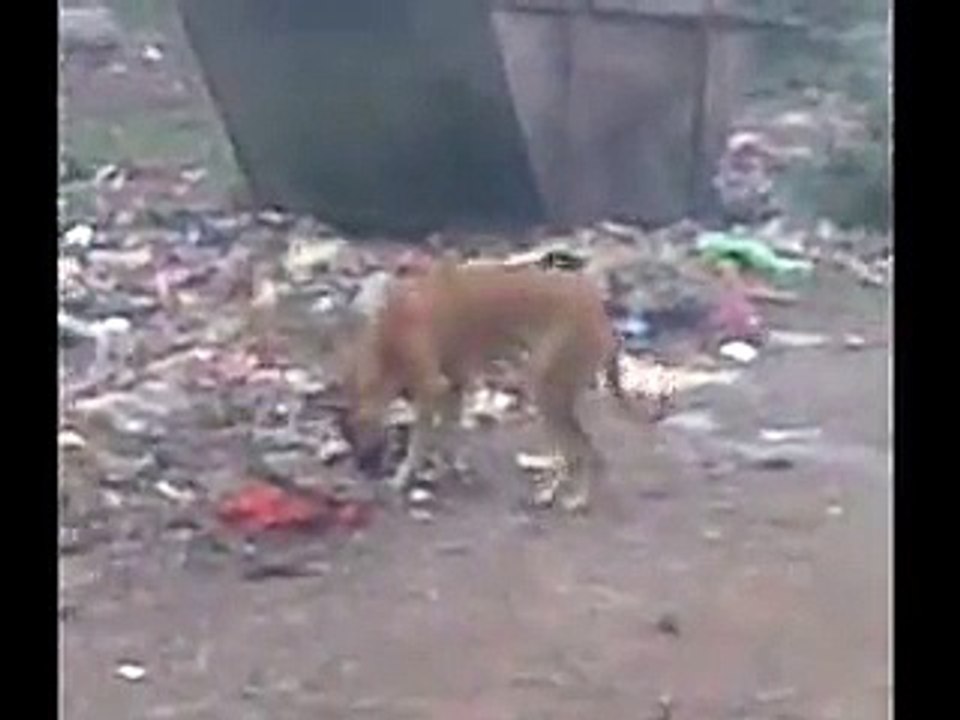 dancing dog