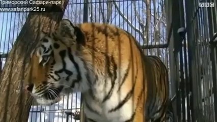 شیر اور بکرے کی دوستی