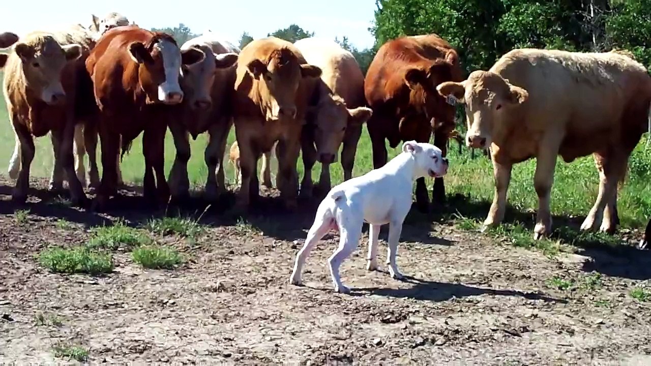boxer vs cows