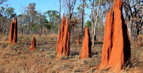 Modern Mucizeler-Doğanın Mühendisleri