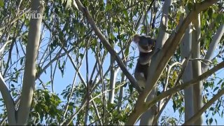 Koalas Slow Life In The Fast Lane Nat Geo WILD - Film documentary
