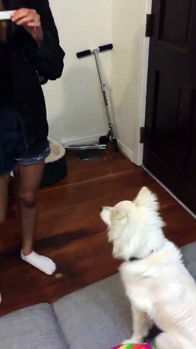 Barking dog with violin