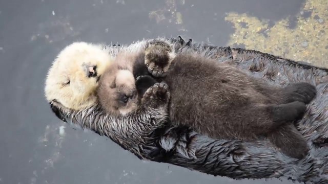 Une maman loutre câline son bébé sur son ventre