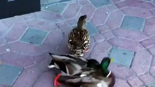 Disneyland Ducks fighting at Disneyland Disneyland