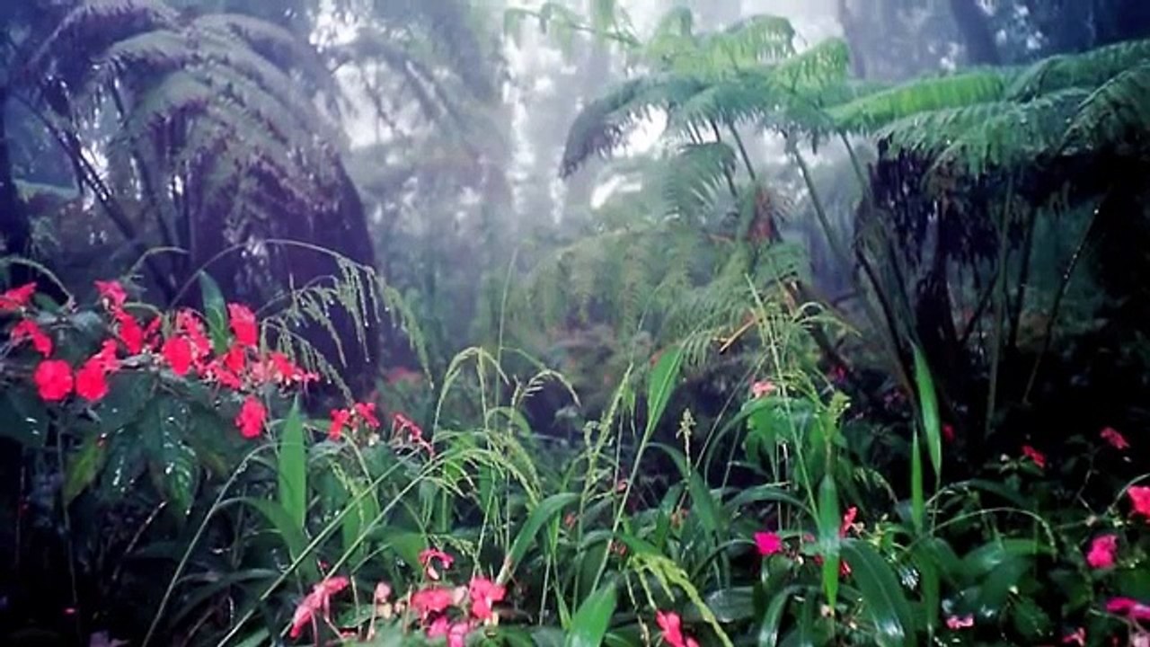 Nature Sounds 3 - Thunderstorms & Rain