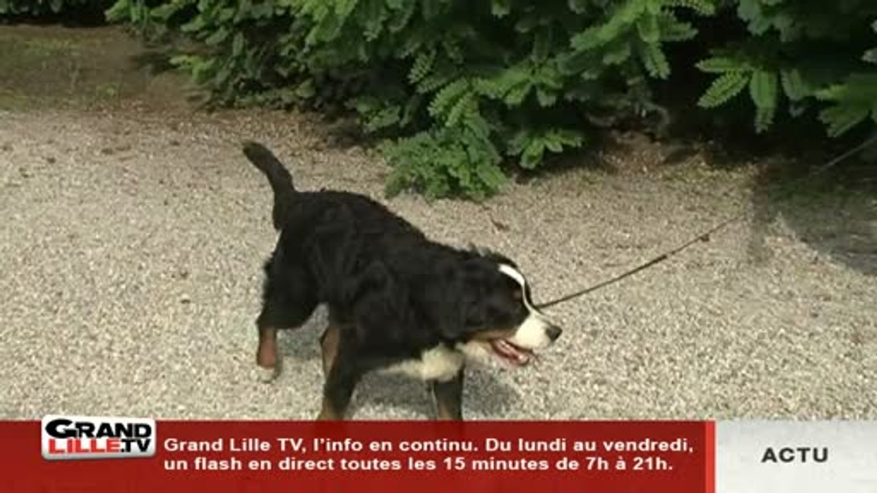 Pas si bêtes: la dysplasie de la hanche