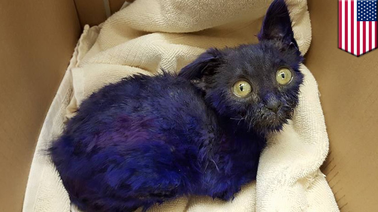 Abused kitten rescued after being dyed purple and used as chew toy