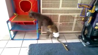 Monkeys annoying cats and dogs - Funny animal compilation
