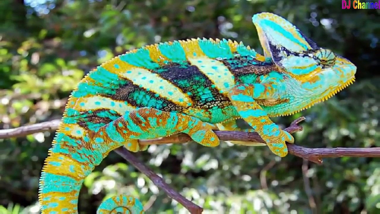 Họ Kỳ Nhông ✤ Ca Nhạc Thiếu Nhi ♫