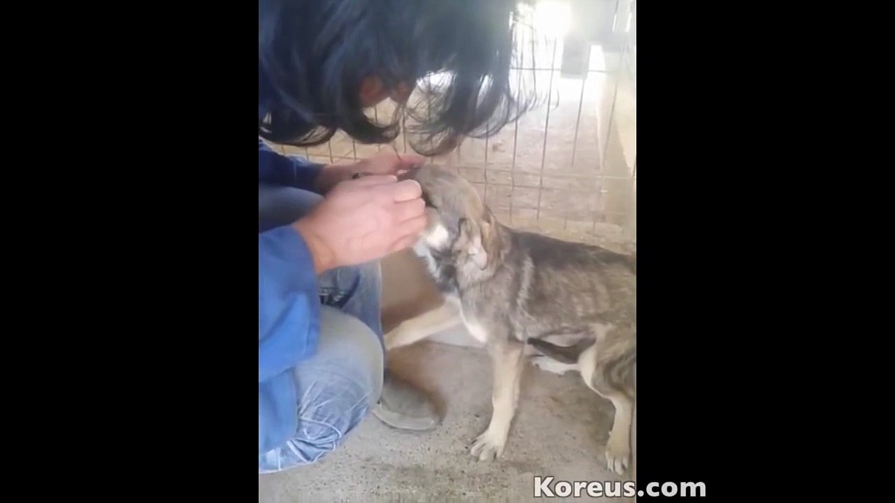 Une vidéo déchirante montre le moment où un chien battu est flatté pour la première fois !