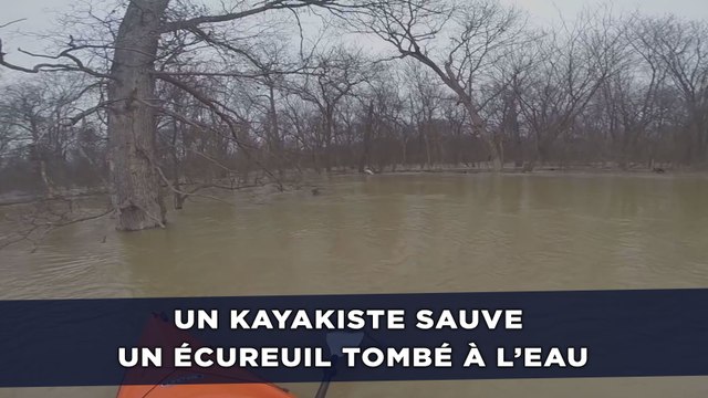 Un kayakiste sauve un écureuil tombé à l’eau