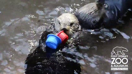 La viveza de las nutrias en imágenes