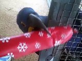 Parrots Open Their Presents  Baby Elephant Baylor
