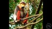 The 5 Weirdest Primates On The Planet! 5 Weird Animal Facts - Ep. 39 : AnimalBytesTV