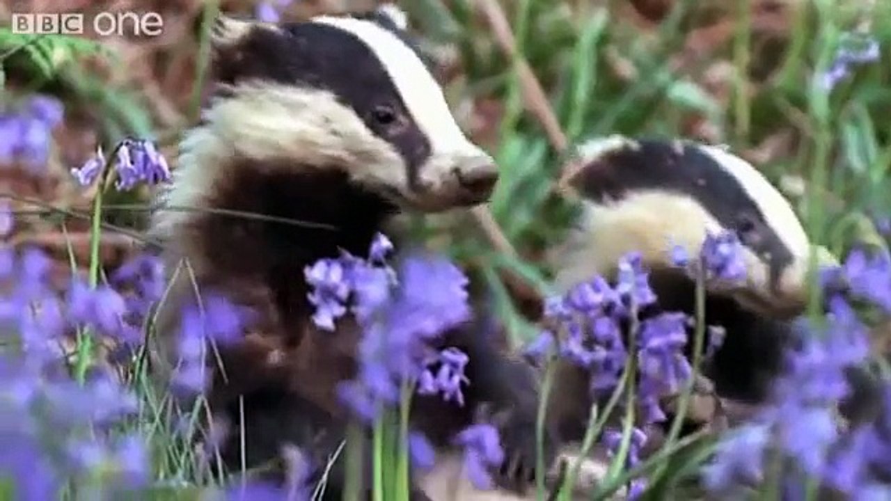 Funny Talking Animals Walk On The Wild Side Episode Three Preview BBC One