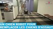 Un chien robot pour remplacer les chiens d'assaut! À découvrir dans la minute chien #89