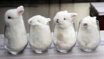 Des bébés lapins trop mignons dans des verres
