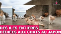 Des îles entières dédiées aux chats au Japon! Aujourd'hui dans la minute chat #89