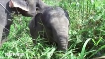 Giant Elephants & The Snake House! Corey Wild - Ep. 27 : AnimalBytesTV
