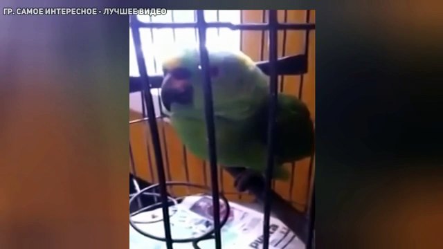 Реакция попугая,после появления младенца в доме