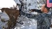 Men shoot mountain lion trapped in a tree with bow and arrow