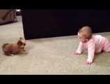 Bebekle Kavga Eden Küçük Köpek :)))