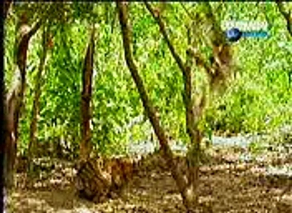 bagh n bandar
