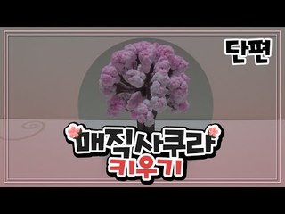 집에서 피우는 신기한 미니 벚꽃~ 매직사쿠라! Magic Sakura さくら [양띵TV삼식]