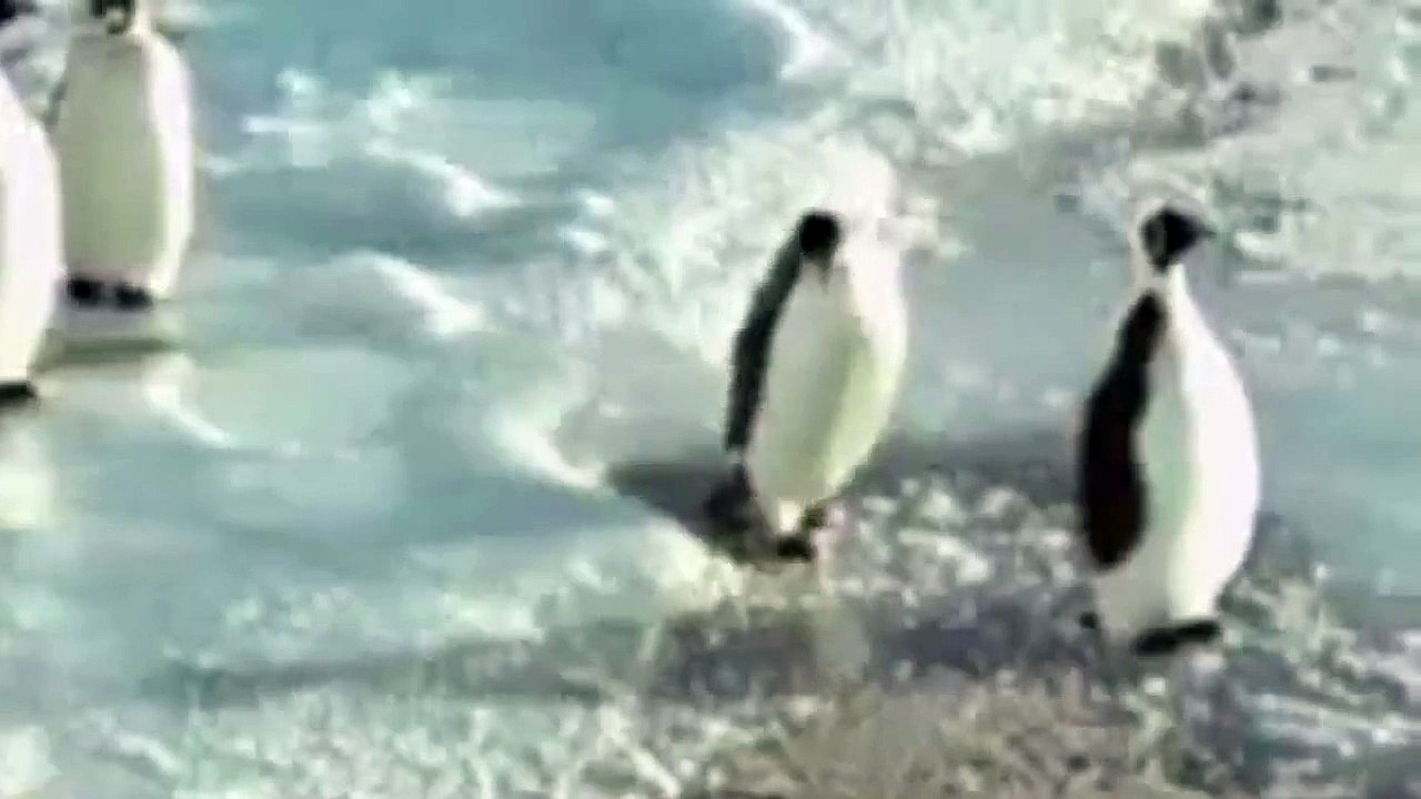 HD ► FUNNY PENGUIN SILLY & TROLL - PINGÜINO TONTO & TROLL 22-11-13