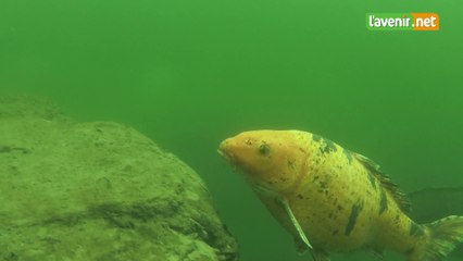 Nez à nez avec le koï rouge
