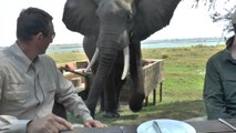 Elephant Ruins Lunch For Tourists At The Mana Pools