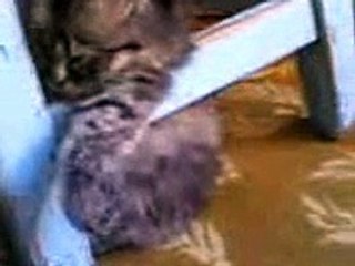 Very funny clip crazy cat