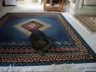 Very Funny! Fat Cat Running!