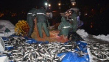 Karla birlikte kefal akını sevindirdi