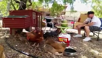 Watermelon Explosion Experiment Scares Chickens Funny Video