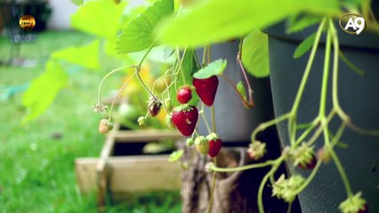 Allah'ın isimleri: Sani (Sanatçı, nihayetsiz güzellikleri sanatının içinde yaratan)