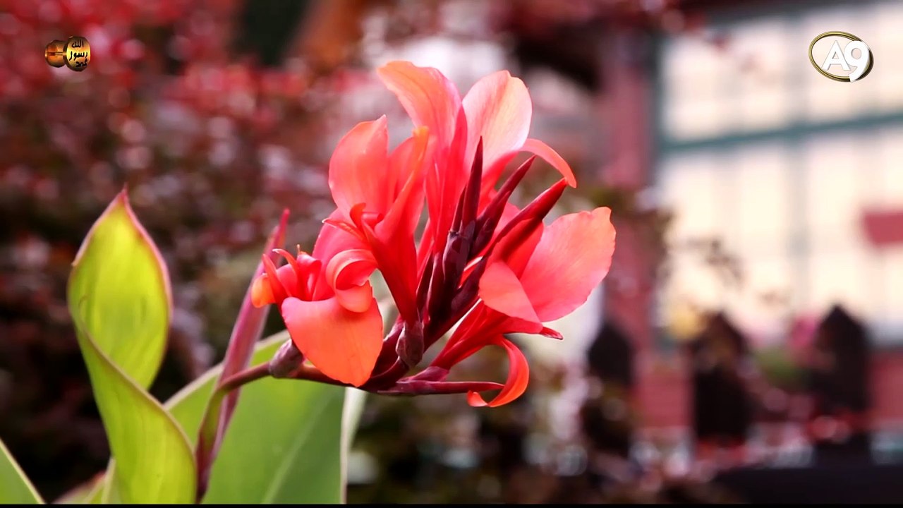 Allah'ın isimleri: Rabbil alemin (Alemlerin Rabbi)