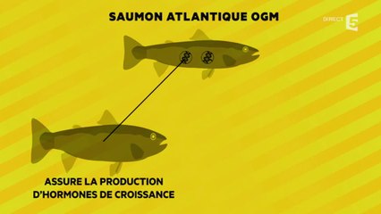 Saumon transgénique : déjà dans nos assiettes ?